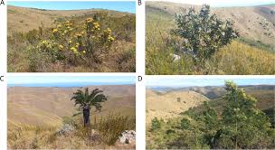 Image result for Diheteropogon filifolius