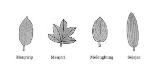 Maybe you would like to learn more about one of these? 8 Ciri Ciri Tumbuhan Dikotil Beserta Penjelasannya Lengkap