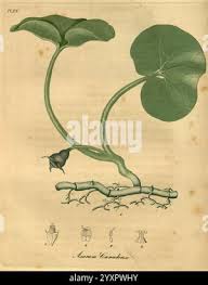 Asarum canadense (Canadian wild ginger), stem with roots, bud and leaves  Stock Photo