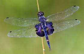 All the symbolic meanings of the dragonfly discussed above present this totem animal as a spiritual animal. Dragonfly Meaning Symbolism Spirit Animal Colors Uniguide