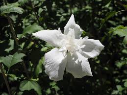 八坂神社に咲く祇園守 | 京都旅屋