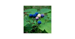 Image result for Blue Cohosh