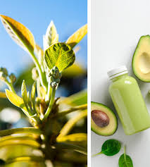 If you like to eat avocados, then you have likely tried growing your own tree from one of your leftover seeds. How Are Hass Avocados Grown Love One Today
