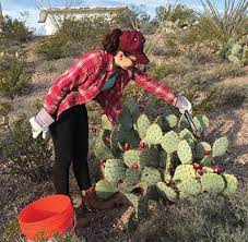 This beheaded cactus will be your rootstock. Nmsu Cactus Concoctions How To Prepare And Use Prickly Pear Cactus Fruit And Pads