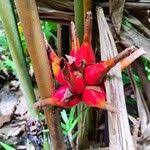 Image result for Aframomum angustifolium