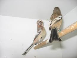 Résultat de recherche d'images pour "les oiseaux de siberie"