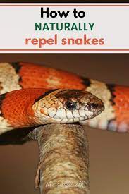 110 Snake Repellant Ideas Snake Repellant Snake Keep Snakes Away