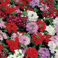 Image result for Verbena × hybrida
