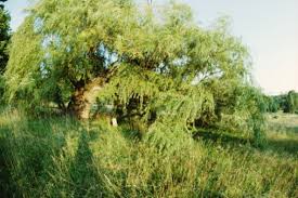 Image result for venturia saliciperda willow tree