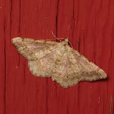 Image result for Dignathia gracilis