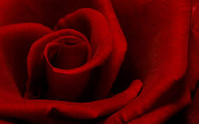 Image result for love images