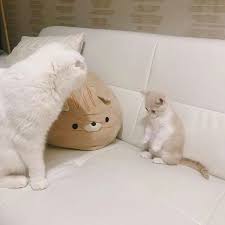 Okkk Mom Music Indieartist Chicago Baby Animals Cute Animals Cats