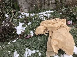 Maybe you would like to learn more about one of these? Clematis Uberwintern Tipps Tricks Fur Alle Arten Lubera