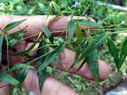 Image result for Oldenlandia affinis