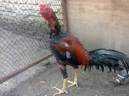 We did not find results for: Unofficial Sabung Ayam Home Facebook