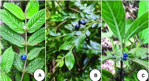 Image result for Lasianthus