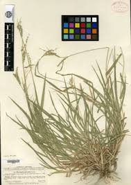 Image result for Urochloa comata