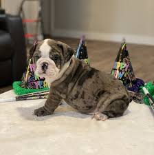 This breed is prone to some medical abnormalities due to the beautiful but unnatural manmade features that we so much. Merle Bulldog Puppy 629704 Puppyspot