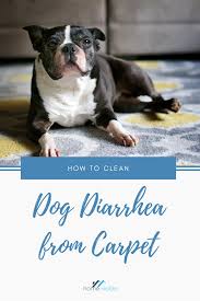If you find dog diarrhea on your wool carpet, you should clean it up as soon as possible to save your carpet. How To Clean Dog Poop From Carpet Arxiusarquitectura