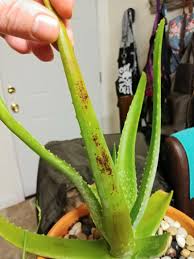 This started several years ago and despite my efforts, it has only gotten worse. Brown Spots On Underside Of Aloe Leaves And Reddish Brown Top Of Leaf Rest Of Plant Seems To Be Healthy I Water It Once A Month Repotted About A Month Ago Also