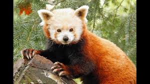 The female cub and a twin sibling were born on june 14 and later moved to the zoo's. The Sacramento Zoo Says Goodbye To Jane The Red Panda Abc10 Com