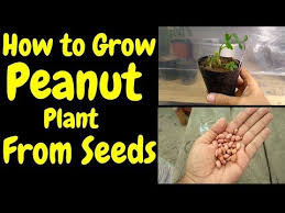 We did not find results for: How To Grow Peanut Plant From Seed Moongphali Ko Kis Trha Grow Krain Youtube Peanut Plant Growing Peanuts Seeds
