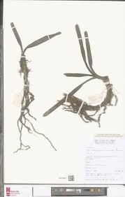 Image result for Polystachya calluniflora