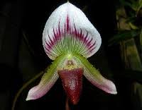 Image result for Polystachya malilaensis