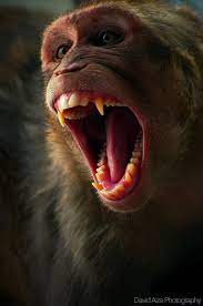 Angry Monkey Pet Monkey Aggressive Animals Animals