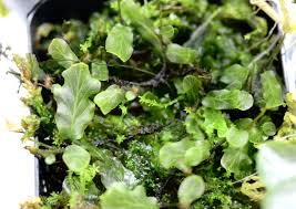 Image result for Hymenophyllaceae