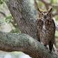 FREE Guided Bird Walks event image