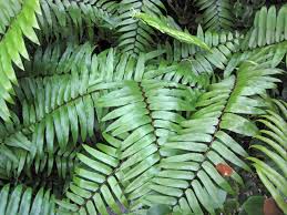 Image result for Acrostichum