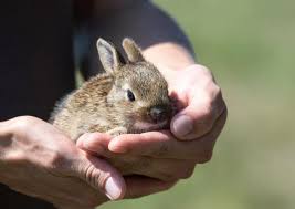 what to feed a baby rabbit type and amount of food