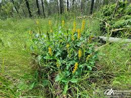 Image result for Crotalaria polytricha