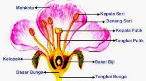 Dan bila ada jawaban yang belum betul, pelajari sekali lagi materi yang bersangkutan. Kunci Jawaban Mengamati Struktur Bagian Bunga Rofa Education Centre