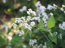 Image result for Ageratina vernalis