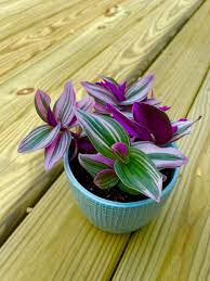 Image result for Tradescantia