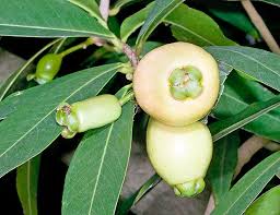 Image result for Syzygium jambos