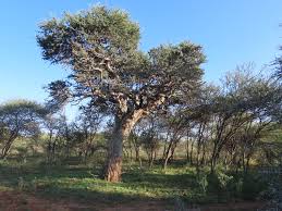 Image result for Boscia albitrunca