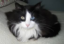 Black And White Cat With Brown Eyes Cosmo With Different Colored Eyes Norwegian Forest Cat Norwegian Forest Cat Cat Love Cats