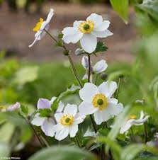 Image result for Anemone transvaalensis