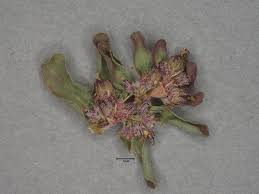 Image result for Otiophora