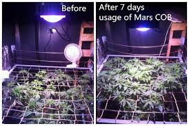 Let us show you this kingled x6 cob led grow light. Cob Led Lights Page 2 The Autoflower Network