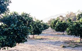 Our goal is complete customer satisfaction, we look forward to being your pest control experts. Challenges And Change For San Diego Citrus Farmers Edible San Diego Archive