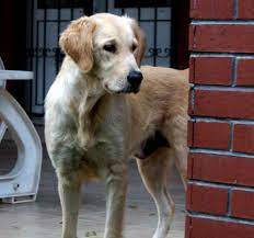 guzel kizimiz golden retriever balim yuva ariyor kopek