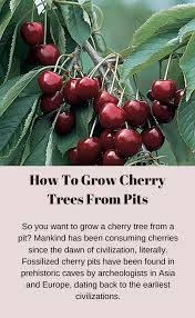 How To Grow Cherry Trees From Pits Gardening Channel In 2020 How To Grow Cherries Growing Cherry Trees Growing Fruit Trees