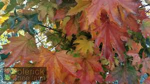 We did not find results for: Acer Platanoides Crimson Sentry Blerick Tree Farm