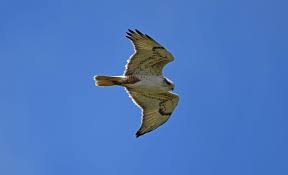 Red-Tailed Hawks Are Way Bigger, Faster And More Common Than You Realize |  Howstuffworks