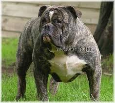 Maybe you would like to learn more about one of these? Olde Victorian Bulldogge Dog Breed Information And Pictures
