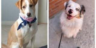 Browse and comment on varsha gajula's photos on myspace, a place where people come to connect, discover, and share. Toronto Humane Society Has So Many Pups That Need Homes Narcity
